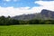 South Africa vineyard valley landscape