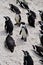 South Africa, Western Cape, Cape Peninsula, penguin, penguins, beach, Boulders Beach, Simon's Town, wildlife reserve