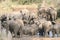 South Africa wildlife at kruger park elephants