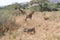 South Africa wildlife at kruger park giraffe