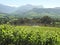 South Africa Wine Region