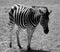 South Africa Zebra