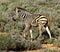 South Africa Zebra Calf