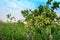 South African Alfalfa field with purple flowers