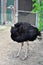 South African Black Ostrich