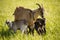 South african boer goat doeling portrait on nature