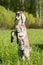 South african boer goat doeling portrait on nature