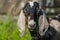 South african boer goat doeling portrait on nature