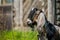 South african boer goat doeling portrait on nature