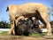 South African Boerboel Dog - Mother Feeding Puppies - Breastfeeding