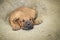 South African Boerboel Puppy