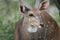 South African bush buck