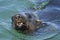 South African (Cape) Fur Seal #3