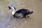 A South African Comb Duck in the water