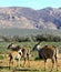 South African Eland Calf cleaning coat