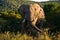 South african elephant