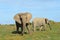 South African Elephants facing the camera