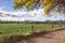 South African farm road entrance with autumn tree branc