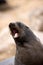 South African Fur Seal, arctocephalus pusillus, Female calling Young, Cape Cross in Namibia