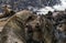 South African Fur Seal, arctocephalus pusillus, Females Kissing, Cape Cross in Namibia