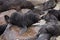 South African Fur Seal, arctocephalus pusillus, Pups in Creche, Colony at Cape Cross in Namibia