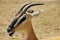 South African gazelle