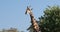 South African giraffe, Africa wildlife safari