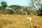 South African giraffe baby, Mkhaya Game Reserve, Swaziland