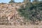 South African giraffe browsing on a tree in the Kgalagadi