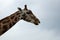South African giraffe or Cape giraffe