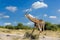 South African giraffe Chobe, Botswana safari