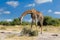 South African giraffe Chobe, Botswana safari