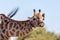 South African giraffe Chobe, Botswana safari