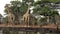 South African Giraffe, giraffa camelopardalis giraffa, Group at Water Hole, Near Chobe River, Botswana,