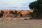 The south african giraffe Giraffa camelopardalis giraffa in the midlle of the dried river. A  herd of giraffes in the desert