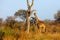 The south african giraffe ,Giraffa camelopardalis giraffa, is standing in the savanna full of bush in beautiful morning sunrise.