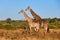 South African giraffe mating in Chobe, Botswana safari