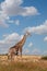 South African giraffe Savuti, Botswana safari