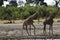 South African Giraffes