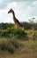 South African giraffes, Kruger National Park, South African Repub