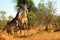 South African giraffes, Mkhaya Game Reserve, Swaziland