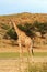 The south african girrafe Giraffa camelopardalis giraffa in the midlle of the dried river. A  herd of giraffes in the desert