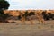 The south african girrafe Giraffa camelopardalis giraffa in the midlle of the dried river. A  herd of giraffes in the desert