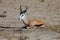 South African ground squirrel,Kalahari