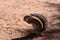 South African ground squirrel Xerus inauris