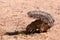 South African ground squirrel Xerus inauris