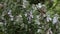 South African killer honey bees (Apis mellifera) collecting nectar from Rosemary blossoms