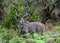 South African Kudu