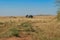 South African landscpe {Free State, Vrystaat} - rural area with meadow
