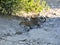 South African leopard, Panthera pardus shortridge, is very rare in Chobe National Park, Botswana